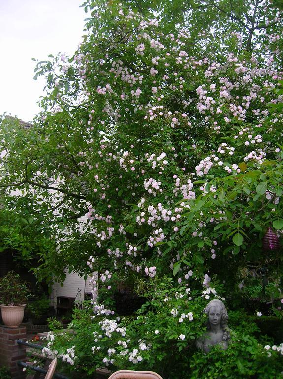 Door & Roos Bed & Breakfast Lottum Bagian luar foto