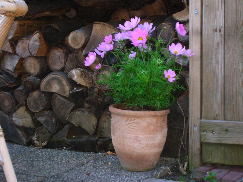 Door & Roos Bed & Breakfast Lottum Bagian luar foto